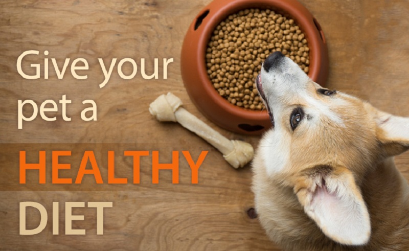 Healthy Pet Diet